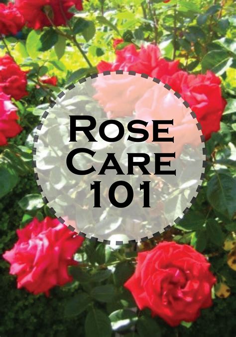 玫瑰澆水|Rosecare 栽培管理